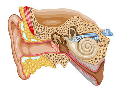 Grafik Ohr Anatomie